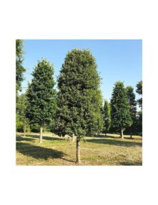 Immagine di una meadow verde e lussureggiante in un parco allaperto con un albero di acero, un abete e una vegetazione rigogliosa di erba e bosco Un paradiso naturale per godersi il fresco prato della meadow