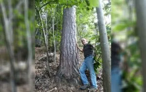 Un pino silvestre in una grove di terra, con un tronco dalbero che emerge dalla vegetazione fitta e lussureggiante di un bosco, come un paio di pantaloni in una giungla