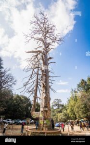 Unimmagine che ritrae unantica quercia marocchina in mezzo a un bosco selvaggio, con un tronco robusto e una vegetazione rigogliosa intorno, mentre una persona osserva il paesaggio dallesterno, con lauto parcheggiata a pochi passi