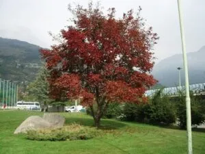Un uomo in piedi accanto ad un acero giapponese con un prato verde sotto i suoi piedi Unautomobile e un autobus passano davanti allalbero, mentre le foglie dellacero si muovono al vento Unimmagine che riflette la bellezza della natura e la vita moderna