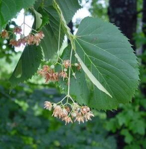 Questa fotografia ritrae un albero di tiglio americano Ostrya virginiana con le sue foglie verde scuro e il suo fiore bianco e giallo Pianta erbacea, appartenente alla famiglia delle quercus, il tiglio americano è un albero di medie dimensioni che raggiunge unaltezza fino a metri La sua vegetazione è molto simile a quella del sicomoro, con le foglie grandi e ovali che ricordano quelle della quercia Una bellissima pianta da apprezzare nei giardini!