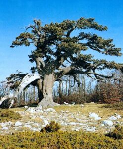 Questa immagine mostra una varietà di alberi e di vegetazione che troviamo in una foresta Un pino loricato, una quercia, una pianta in vaso, un tiglio, un tronco dalbero e molta altra vegetazione come un bosco o una selva Un modo incantevole per ammirare la bellezza della foresta!