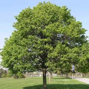 Questa immagine ritrae la varietà di vegetazione presente allinterno di un parco un acero norvegese, un albero di flowerquercia, un tiglio, erba e fiori Inoltre, cè unauto in lontananza per dare un tocco di modernità