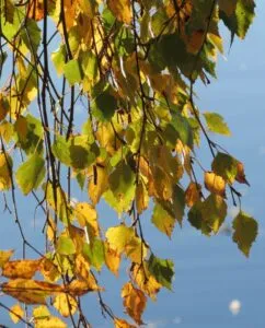 Questa immagine mostra una pianta unica composta da diverse specie di alberi una Betulla Youngii, un MapleFoglia, una Quercia, un Sicono e un Acero Una vista panoramica unica di un albero stupendo!