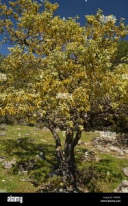 Questa fotografia raffigura un albero arizona bianca in una scena naturale Il tronco erette è avvolto da una fitta vegetazione che comprende erba, cespugli e altre piante Una varietà di fiori e frutti abbellisce lambiente circostante, creando una scena da un bosco incontaminato