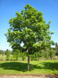 Questa immagine offre uno splendido panorama di una montagna verdeggiante, ricca di vegetazione lussureggiante Il paesaggio è abitato da una varietà di alberi, tra cui una quercia, un tiglio, un acero, un boschetto, un cespuglio e unerba Una splendida vista della natura!