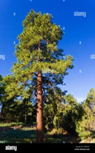 Questa immagine mostra un pino giallo, una conifera, che si erge maestosamente tra un boschetto di abeti e cedri Il tronco dellalbero è circondato da una vasta vegetazione, creando una scena di una foresta serena e tranquilla