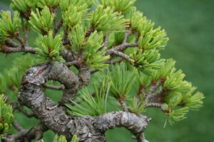 Questa immagine mostra un albero Banksia affiancato da una pianta Spruce in un vaso Si tratta di un esemplare di conifera, come il pino, il larice e labete, anche se in questo caso è una specie di picea Una bella pianta da aggiungere al tuo giardino!