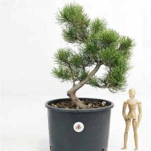 Una donna adulta è intenta ad ammirare una pianta di pino mugo mesale in vaso Una conifere simbolo di forza ed eleganza che dona allambiente in cui si trova un tocco di natura