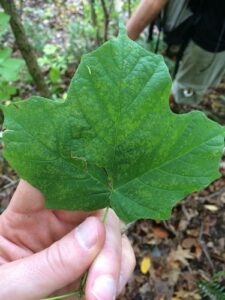 Una donna con un bambino, circondati da una ricca vegetazione di alberi di acero nero, quercia, tiglio e foglia di donna Una scena di pace e tranquillità, dove uomo e donna possono godere di una natura selvaggia