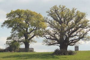 Questa immagine mostra unimponente quercia inglese, FernQuercia, che si erge maestosa tra faggio e felce, con un tronco robusto che si perde tra lerba Un albero che parla di bellezza e armonia con la natura