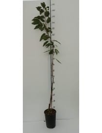 Padre David ama prendersi cura del suo albero di ciliegio, che cresce rigoglioso e fiorito in un grande vaso Il suo arrangiamento di fiori e foglie è unopera darte che illumina il suo giardino