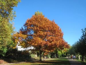 Un boschetto di alberi quercia rossa, aceri e altre specie di alberi, cresce in un parco con una ricca vegetazione Le foglie di ogni albero si mescolano con lerba, creando un bellissimo paesaggio naturale Il rosso intenso delle quercie contrasta con il verde intenso dellacero, formando una magia unica