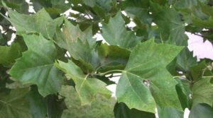 Unimmagine che ritrae la bellezza e la varietà della natura, con un albero di platano americano, una quercia, una pianta, un tiglio, un albero e una foglia