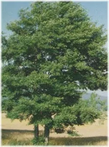 Questa foto mostra una splendida composizione di alberi, composta da un albero di Ontano Nero, un albero di Maple Quercia, una Pianta di Tiglio, un Albero di Acero Una vista davvero stupenda!