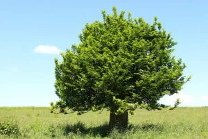 Uno scorcio di una scena colorata ed evocativa un albero bianco di pino, insieme ad alberi di acero, quercia, platano e altra vegetazione Una meravigliosa immagine di natura incontaminata