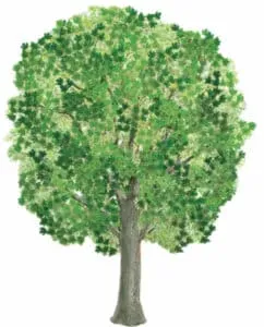 Una fotografia di un campo di alberi con tronchi d'acero, betulla, quercia, tiglio e acero una stupenda esplosione di forme e colori che offrono una vista unica sulla natura