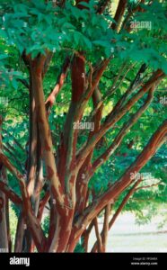 Una fotografia suggestiva di un albero di tiglio con crepe profonde che si estendono lungo il tronco, circondato da una vegetazione lussureggiante di meadows, terra e boschi Unimmagine che evoca una foresta pluviale lontana, abitata da macchie di prati e alberi