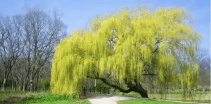 Questa foto mostra una pianta tristeggiante, un salice, che si erge solitario allaperto in una foresta La natura circostante, con la vegetazione e la terra, mette in risalto la bellezza dellalbero, che rappresenta lessenza della foresta