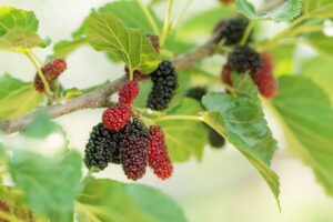 Un mirtillo nero succoso e ricco di sapori, raccolto fresco da una pianta di fiori profumati Un delizioso prodotto fruttuoso che offre una bacca succosa e saporita, ideale per qualsiasi tipo di cibo