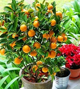 PoppiFrutta Citrus, la freschezza e il fruttato del suo mix di arance, pompelmi, pere e papaveri piantati in un vaso, per deliziare i tuoi pasti con un prodotto naturale e di prima qualità