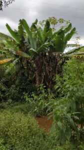 Una banana biologica cresce in una rigogliosa foresta pluviale tra le piante erbacee e la vegetazione esotica della giungla allaperto