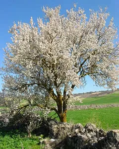Questa immagine ritrae un idilliaco prato, ricco di vegetazione, punteggiato da un albero di mandorlo in fiore Una soffice meadow di fiori di ciliegio si apre al sole, creando una scena dolce e fresca