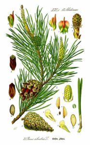 Questa immagine ritrae un albero Banksia, una pianta originaria dellAustralia, circondata da una varietà di alberi conifere, tra cui un pino e un abete Al centro dellalbero Banksia cè unananas, un prodotto esotico che ci ricorda lesperienza ultramoderna di Apple Sulle cime degli alberi, un uccello volteggia con una mela in becco, un simbolo di salute e sostenibilità