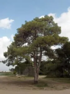 Questa immagine mostra un panorama di un parco ricco di vegetazione, con un albero Banksia al centro Intorno si possono ammirare diversi tipi di alberi, tra cui un tronco di pino, una quercia e un tiglio, mentre un incantevole boschetto di conifere circonda il ParkAlbero