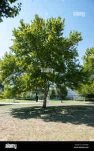 Questa splendida immagine ritrae un albero di platano americano allinterno di un parco ricco di vegetazione tra le varie specie di alberi presenti, possiamo notare una quercia, un tiglio e un tronco dalbero Lerba verde che ricopre il terreno circostante fa da cornice in questo magnifico scenario boschivo