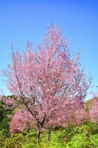 Una magnifica scena di montagna con una pianta di ciliegio in fiore, ricca di fiori rosa e di ciliegie deliziose