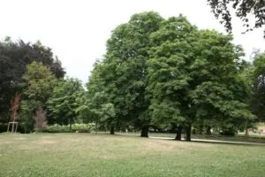 Unimmagine che ritrae la bellezza della natura Un albero di ippocastano indiano con le sue foglie verdi, che circondano il tronco scuro, offrendo una vista idilliaca tra le arie verdi e i prati Perfetta ispirazione per una passeggiata in un parco o per rilassarsi in un boschetto ricco di vegetazione