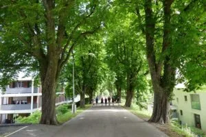 Unimmagine che ritrae la vita urbana in India una persona in passeggiata tra un giardino di castagne e un arco nella città Un albero con un tronco massiccio, che invita a scoprire linsolito paesaggio urbano di WalkCittà