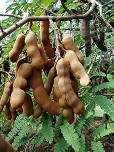 Un tamarindo dalle foglie verdi e frutti succosi come le pere Un prodotto ricco di nutrienti, un cibo prezioso per la vegetazione e lambiente naturale persino un topo ne è attratto!
