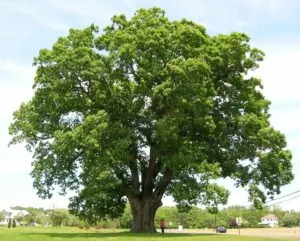 Unimmagine che ritrae una antica Quercia Bianca, una barca BoatQuercia e una persona accanto ad una moderna auto Il tronco dellalbero si incontra con un tiglio più giovane, creando unarmonia tra antico e moderno