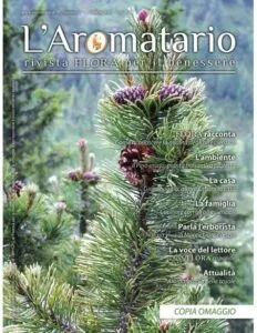 Una persona si gode la vista di un albero di pino mugo che cresce, rappresentando lessenza della conifera e dellabete