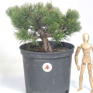 Un giovane uomo si prende cura di una pianta di pino mugo, una conifera di piccole dimensioni, in un vaso Lalbero, un bonsai, cresce e diventa sempre più forte sotto la cura e lattenzione del giovane