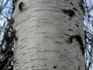 Una betulla grigia con un tronco dalbero che assomiglia a una sedia una pianta che diventa una persona Un albero che ha un viso e una testa che sembra invitare ad un momento di relax sulla sua seggiola