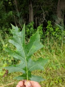 Una persona sotto un albero millenario di Acero con una foglia di mela, circondata da una rigogliosa vegetazione lAppleFoglia