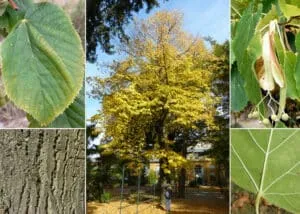 Un albero americano, simbolo di vitalità e forza, è rappresentato qui in tutta la sua bellezza una quercia e un tiglio si uniscono in un unico tronco, mentre le foglie verdi e la vegetazione circostante creano unatmosfera di pace Una persona si trova in mezzo allerba, come se volesse prendere parte a questo paesaggio idilliaco