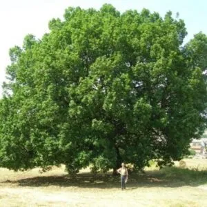 Questa foto mostra una scena incantevole una persona sotto un grande albero di Himalaya, con una quercia, un platano e una pianta che lo circondano La forza della natura ci ricorda quanto sia importante preservare lambiente