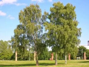 Una scena di un parco naturale, dove una persona cammina tra un boschetto di salici, circondata da una vegetazione ricca di alberi, erba e cenere pallida In lontananza, una pecora pascola, ricordando larmonia tra la natura e luomo