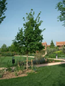 Una persona rilassata in un giardino allaperto, circondata dalla natura un acero che si erge imponente su un prato ricco di erba, con un cortile che regala unatmosfera di pace