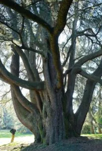 Unimmagine che ritrae una persona in mezzo a una meravigliosa vegetazione, con un imponente tronco di cedro atlante che si staglia allorizzonte, circondato da quercie e conifere che ricoprono il bosco Una visione di forza e grandezza naturale