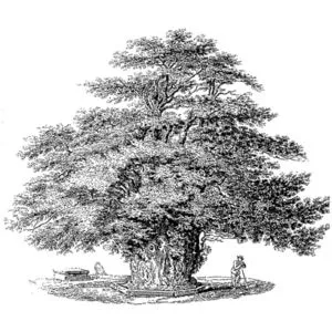 Una persona che disegna un albero mitico, avvolto dalla magia dellarte una pianta che racchiude un mondo di possibilità