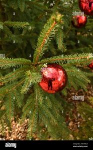 Un abete dolce, simbolo di festa e gioia, impreziosisce la casa durante le decorazioni natalizie Un albero di Natale che porta allegria e serenità, una pianta conifera che ci ricorda che Natale è arrivato Lasciati incantare dal profumo e dalle forme di un pino, il più classico degli alberi di Natale