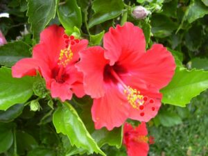 Una pianta di ibisco con i suoi fiori rosa e i delicati petali che si intrecciano intorno alle antere, creando uno spettacolare dipinto naturale