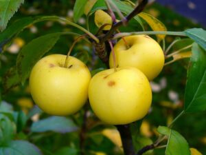 Questa immagine mostra un albero selvatico che produce deliziose frutta come mele, pere e banane Una pianta di banana, in particolare, sta producendo una delizioso cibo che tutti possono godere
