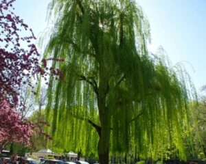 Una triste pianta di salice in un boschetto di vegetazione, con unautomobile che passa tra gli alberi del bosco