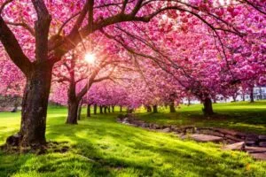 Limmagine ritrae un paesaggio primaverile di un parco ricco di vegetazione, con una magnifica erba, fiori e foglie LeafNatura racchiude tutta la bellezza della natura in un solo petalo, creando unatmosfera di serenità ed armonia allaperto